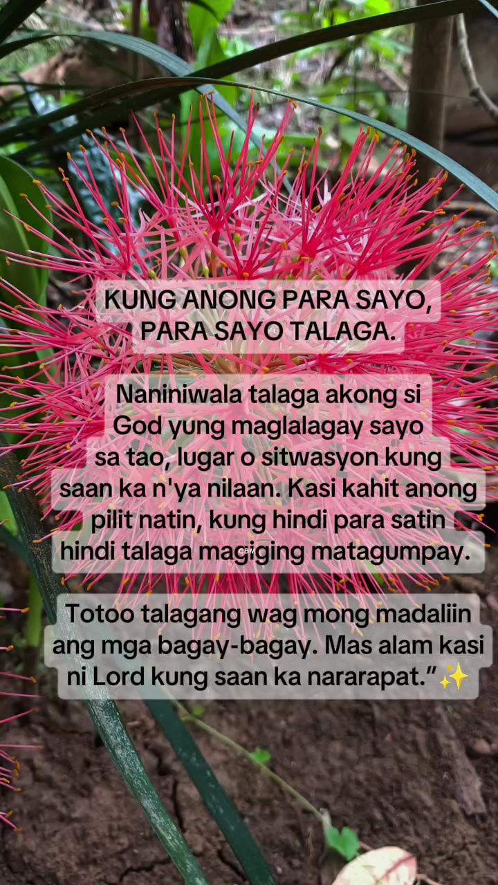 @Lieyvien🍁🇹🇼🫶🇵🇭