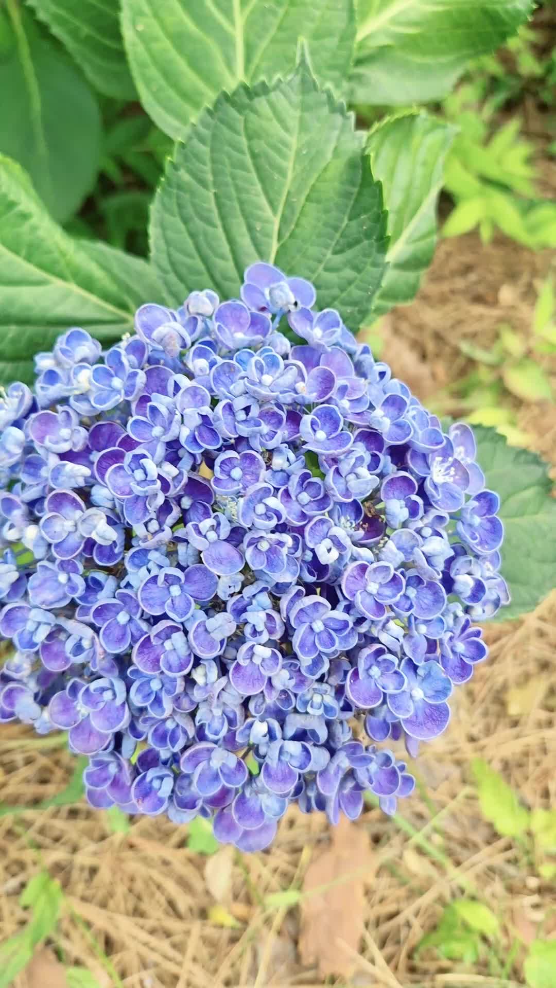 @캔디