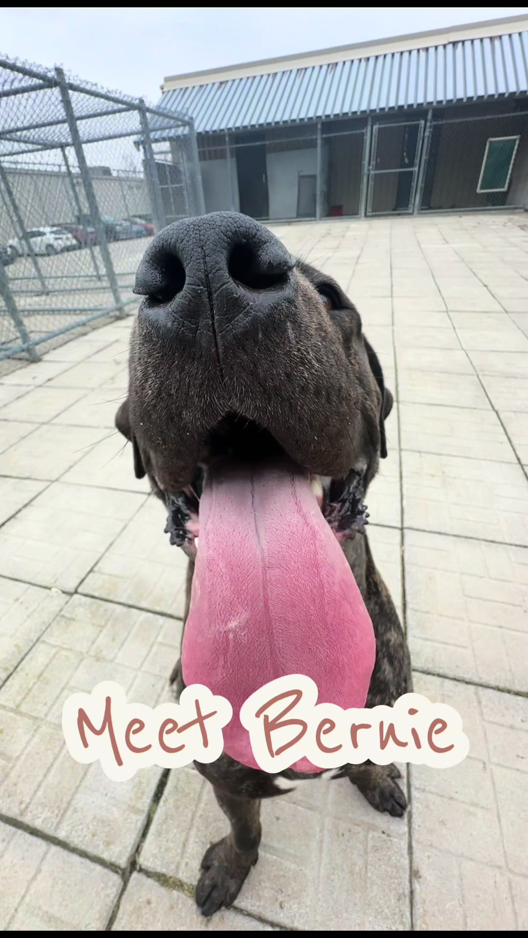 @CambridgeHumaneSocty