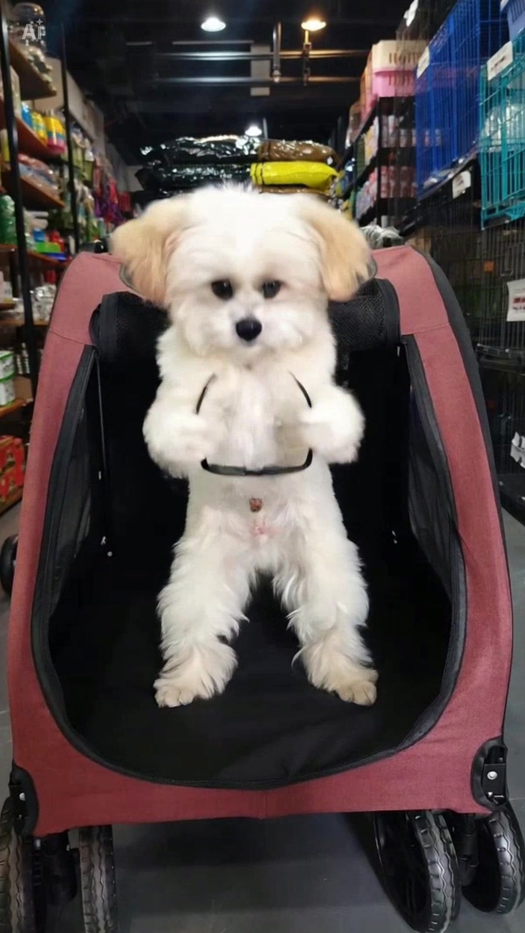@petlanecebu