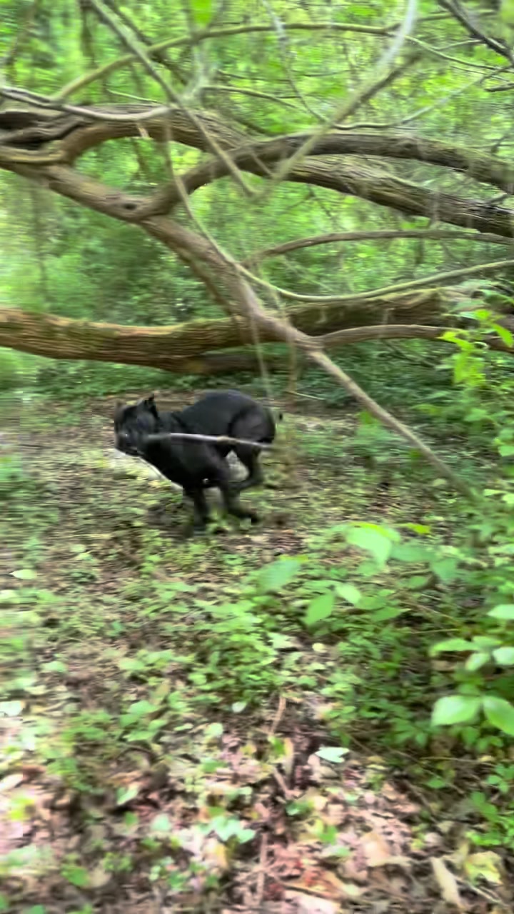 @Irongates Canecorso