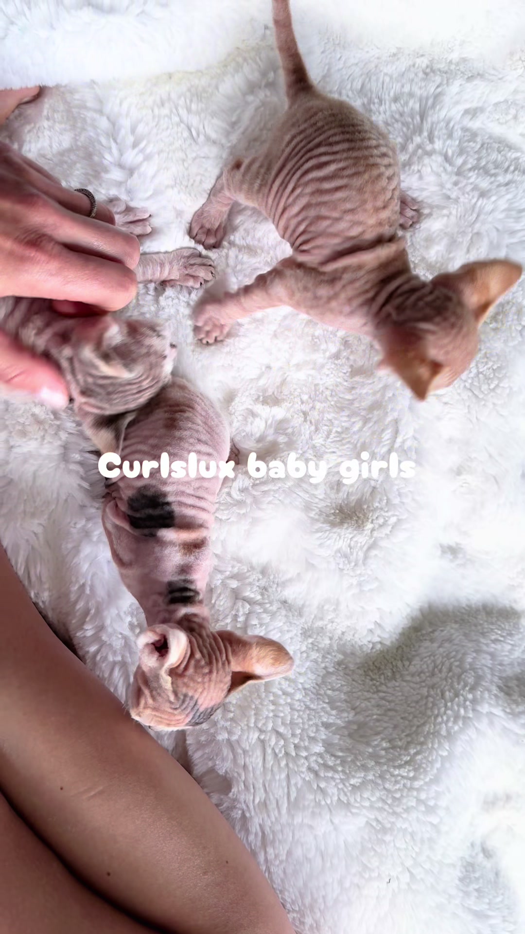 @Curlslux cattery!!🇺🇸