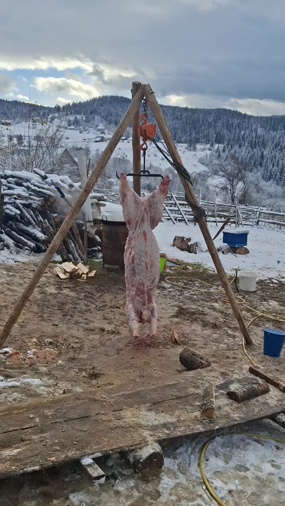 @🌲VRANIĆ🌲
