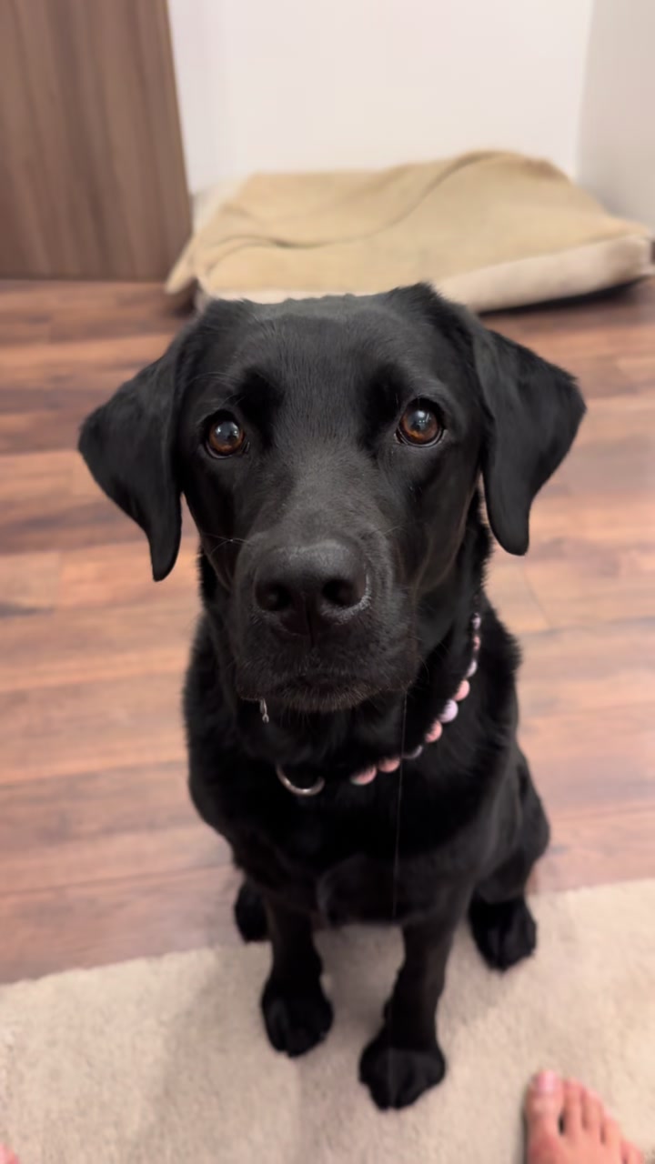 @lisatheblacklab