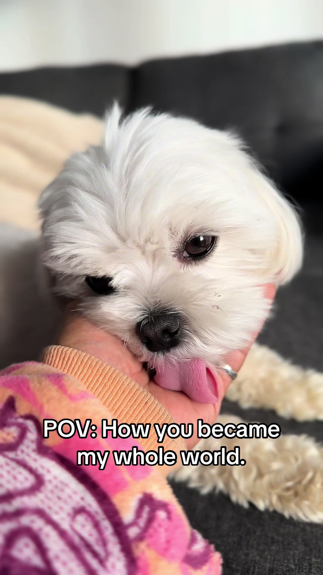 @theluckymaltese