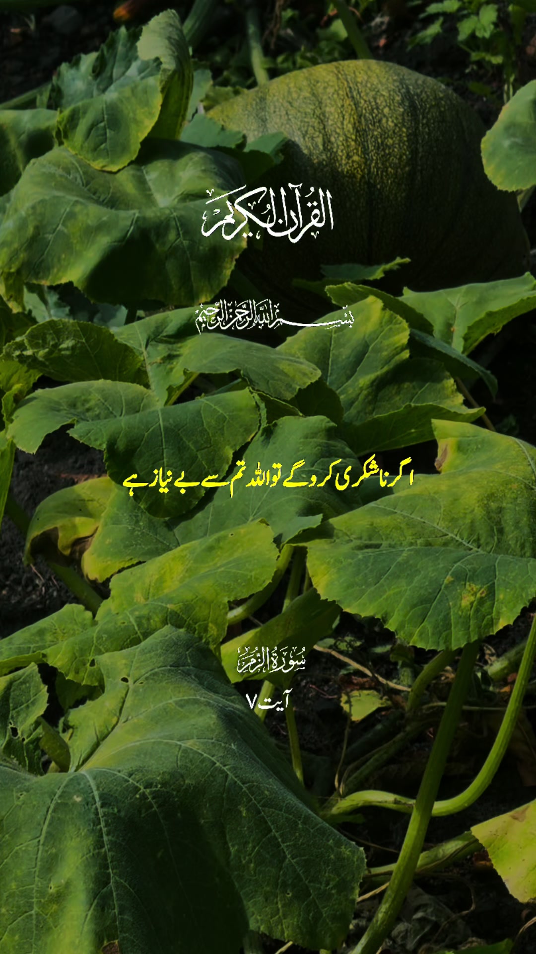 @maqrafiq