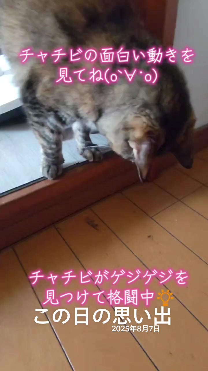 @ANIMAL♡M