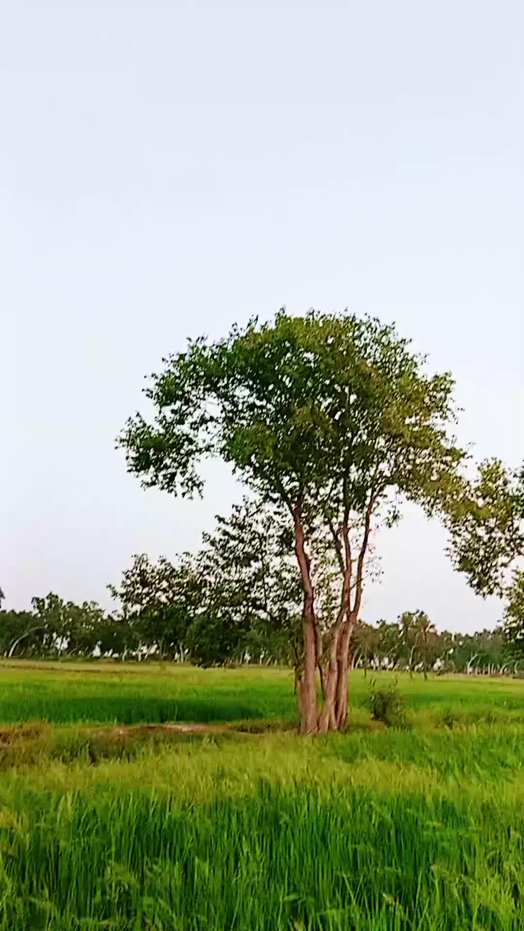 @Mushtaq_Khan