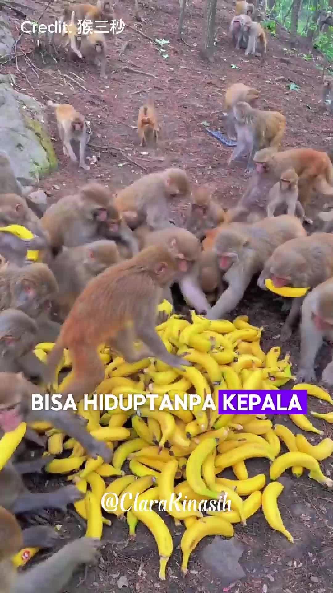 @Clara Kinasih AR