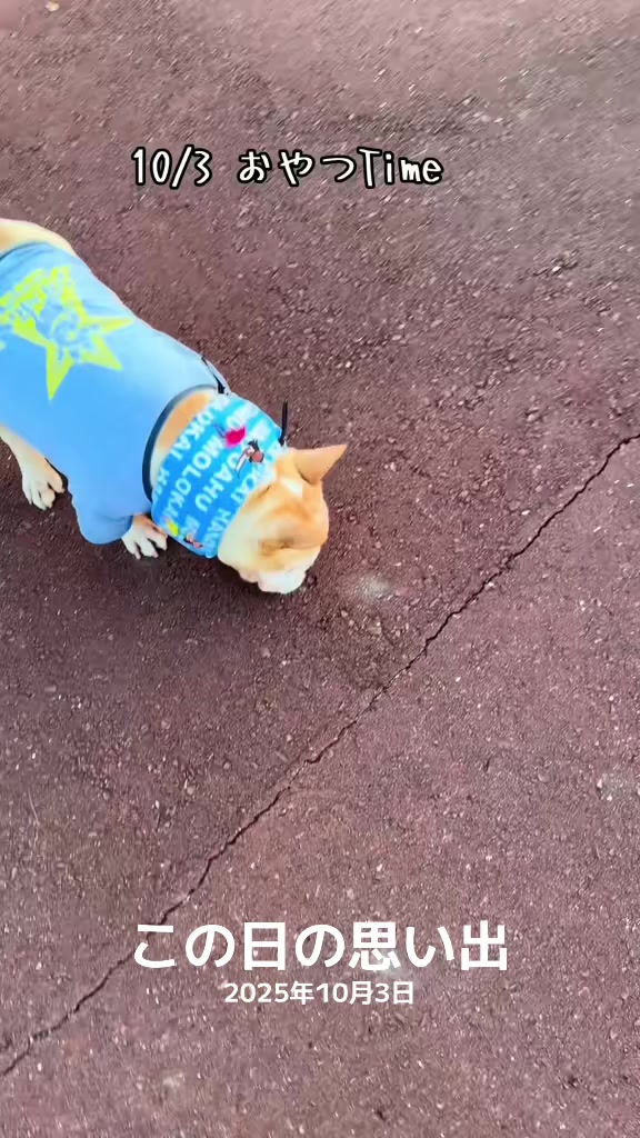 @ごん太