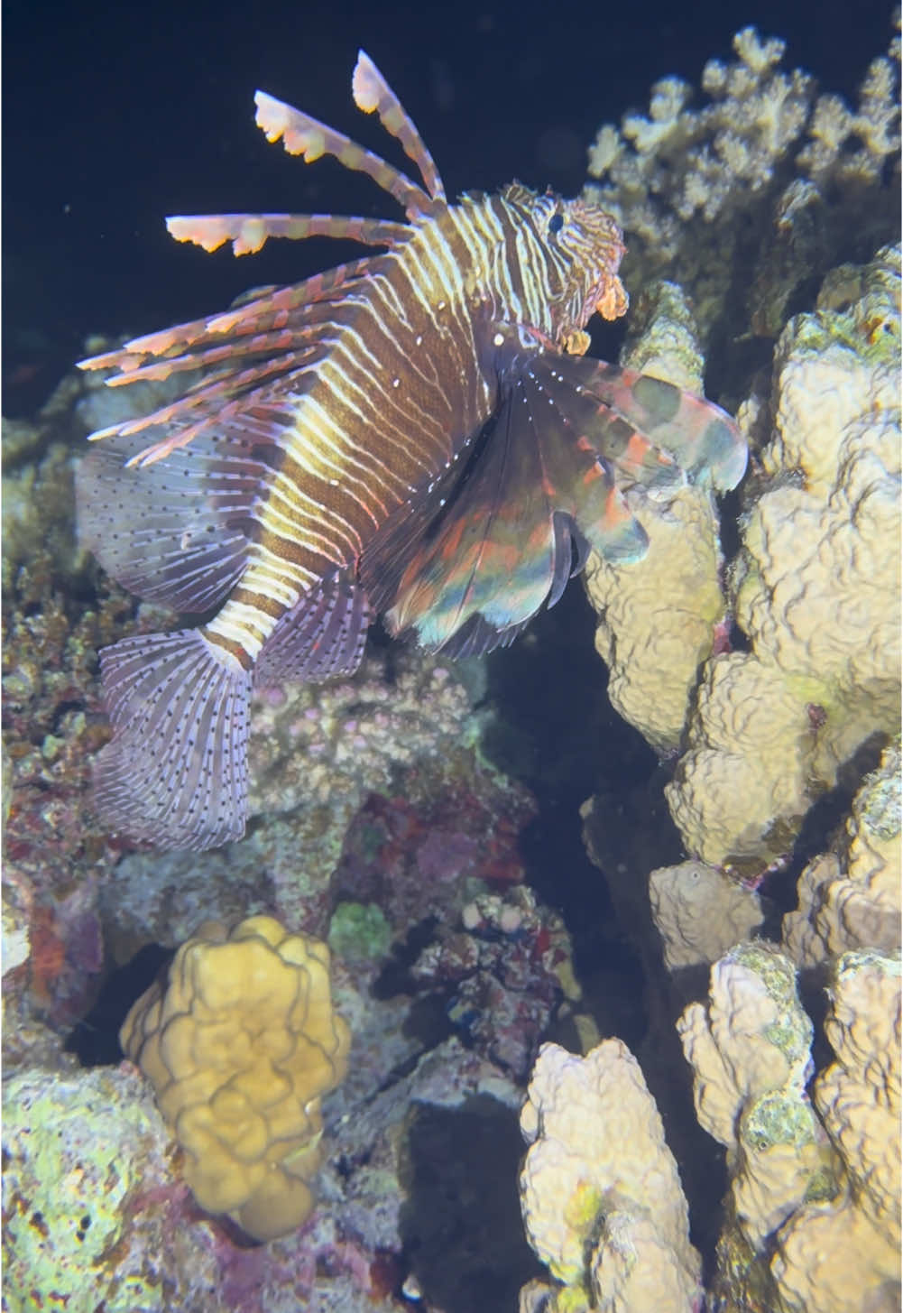 @Pasaporte y Aletas