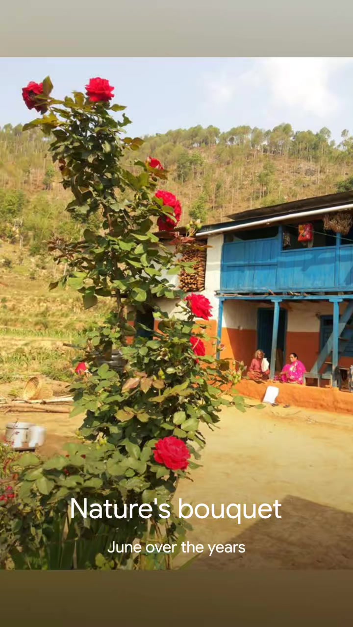 @KBD_Sallephurkaसल्लेफुर्का🇳🇵
