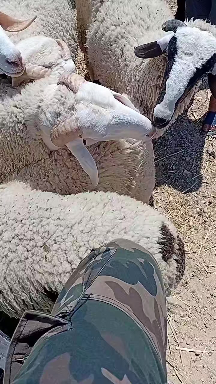 @Mohamed Amine jlali