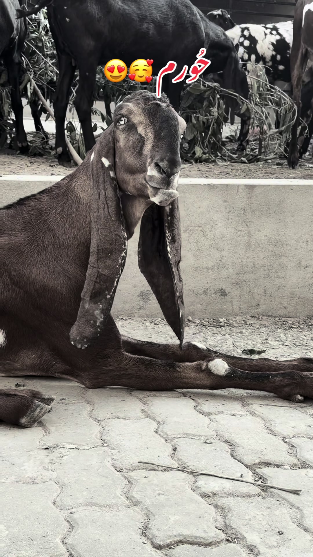 @Chohan Goat Farm Sialkot