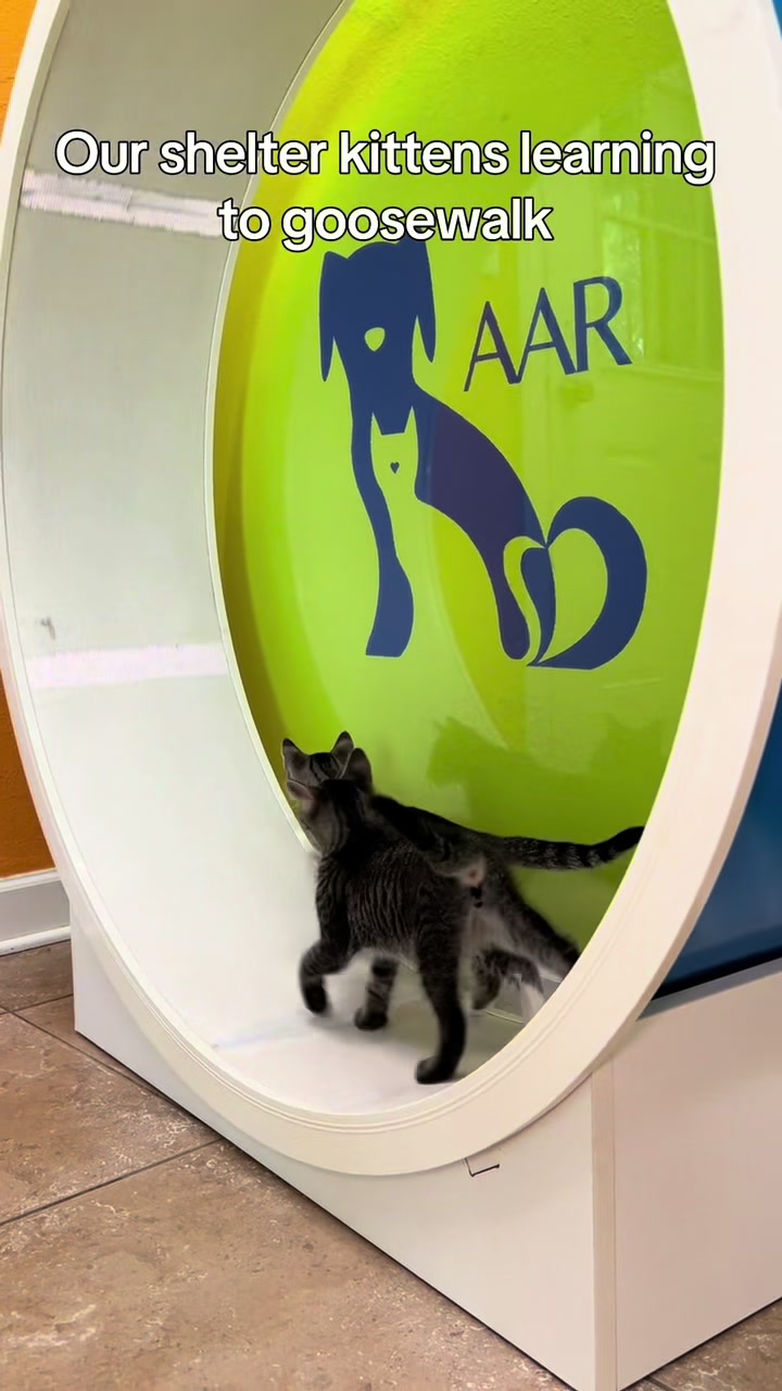 @AbandonedAnimalRescue