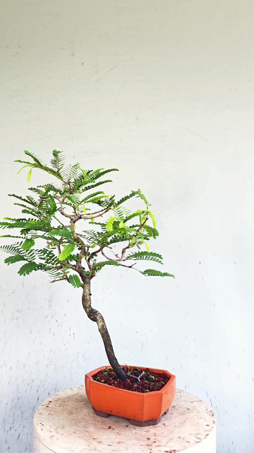 @Bryan Loves Bonsai