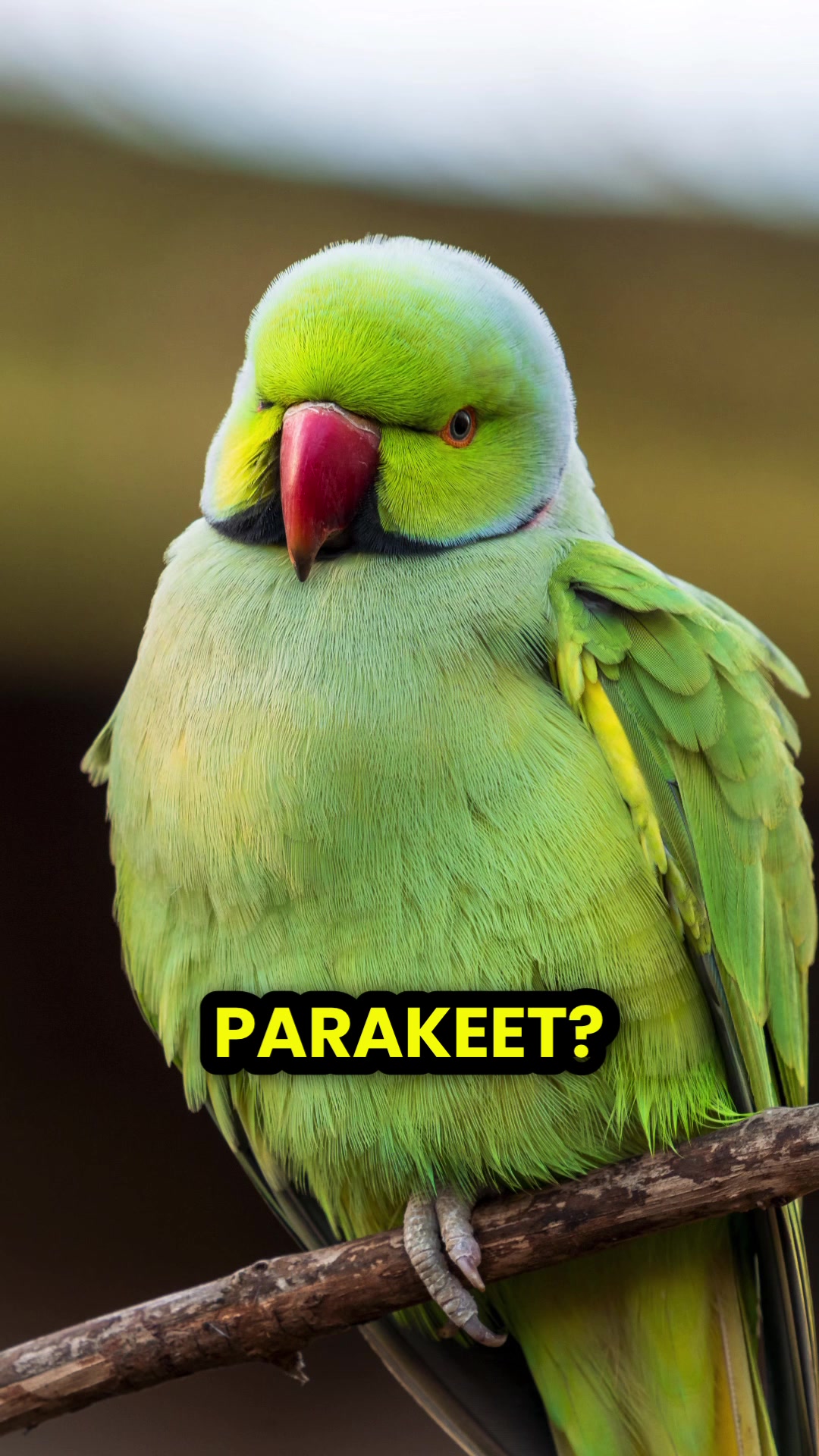 @Learn Parrots