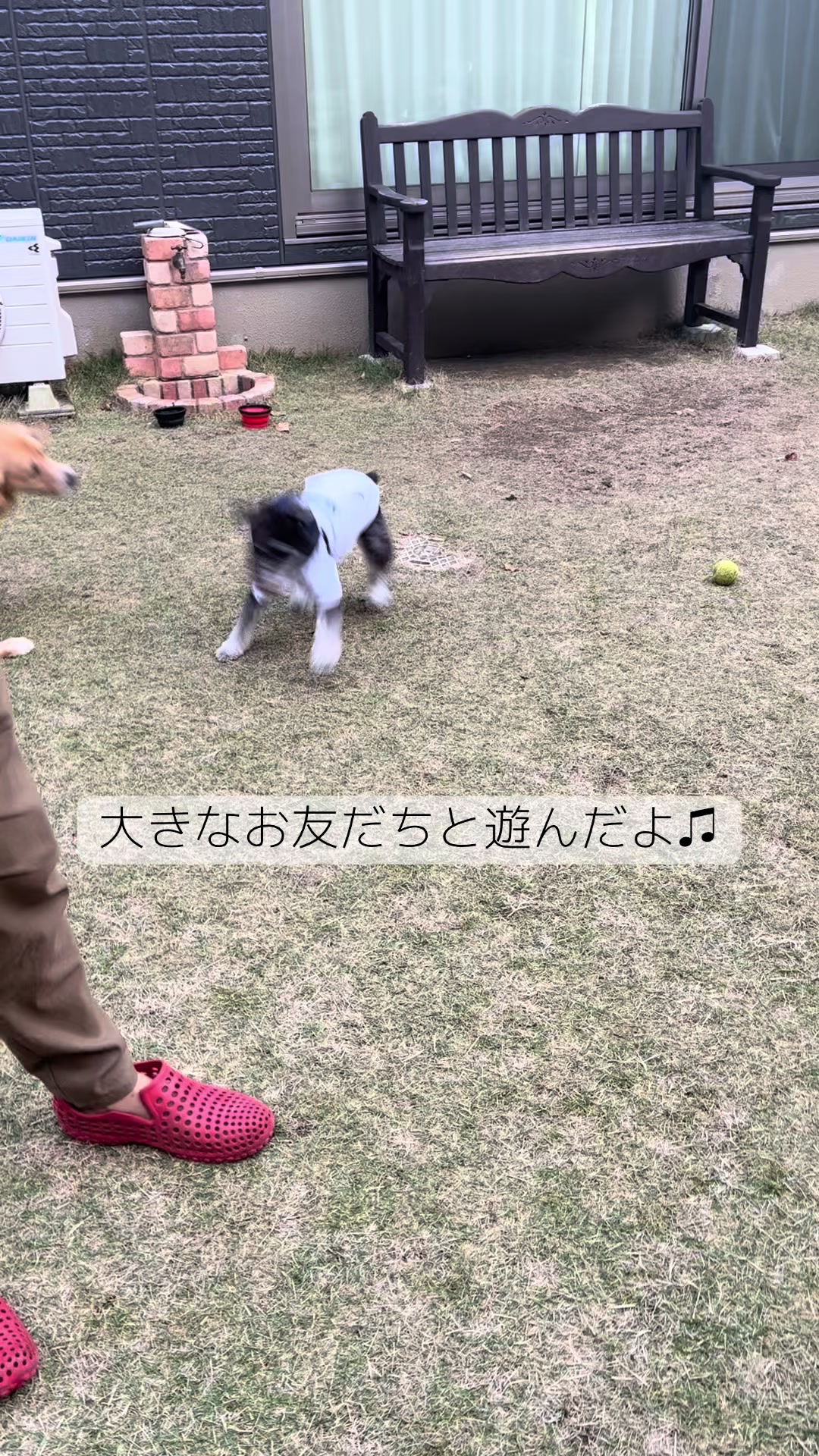 @ミニシュナらび