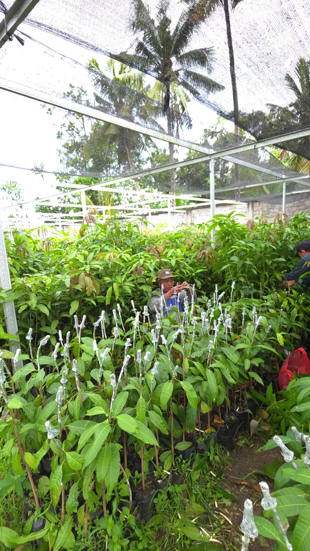 @gmubuahtropisjember
