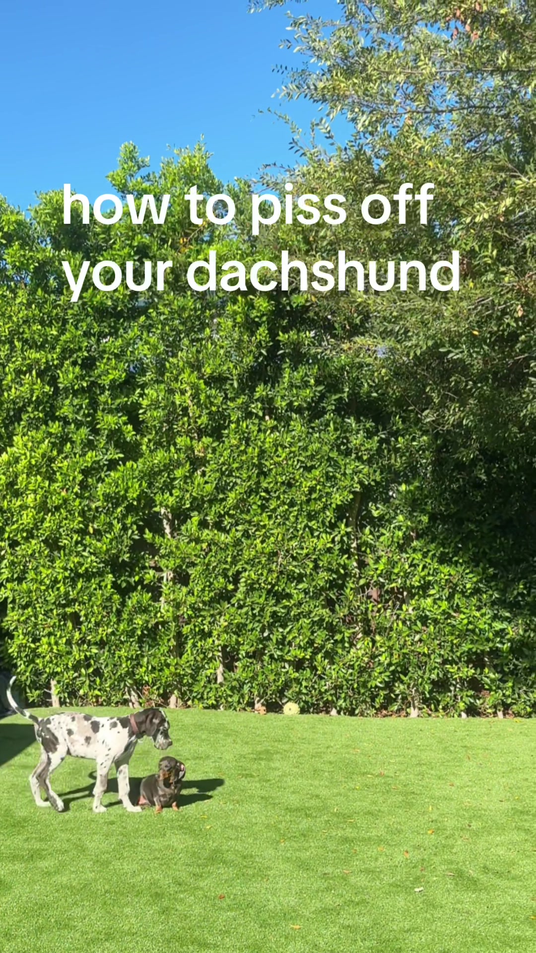 @Milo + Mo