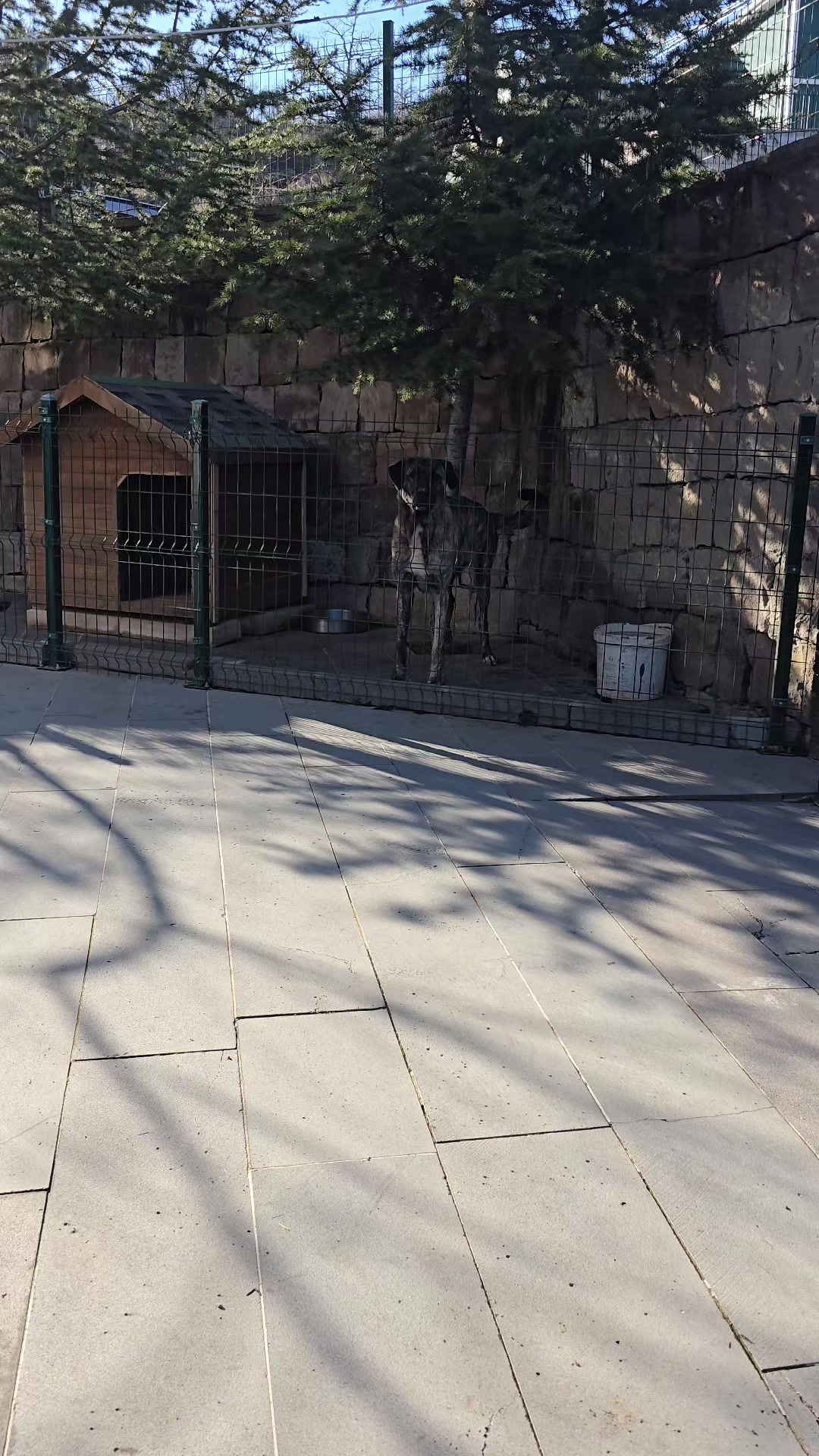 @Anatolian Shepherd Dog