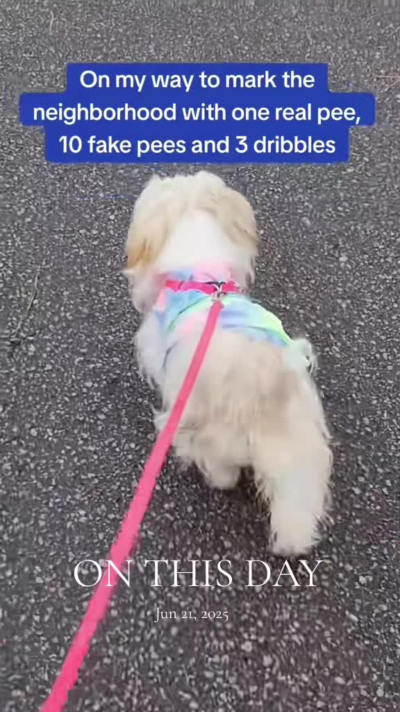 @Little Miss Mollie
