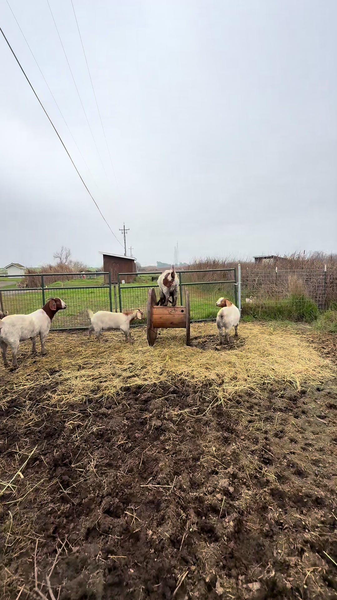 @Riverraisedboergoats