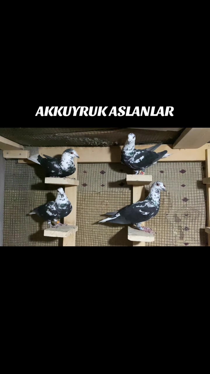 @ⒼİSMAİL ACARⒼ