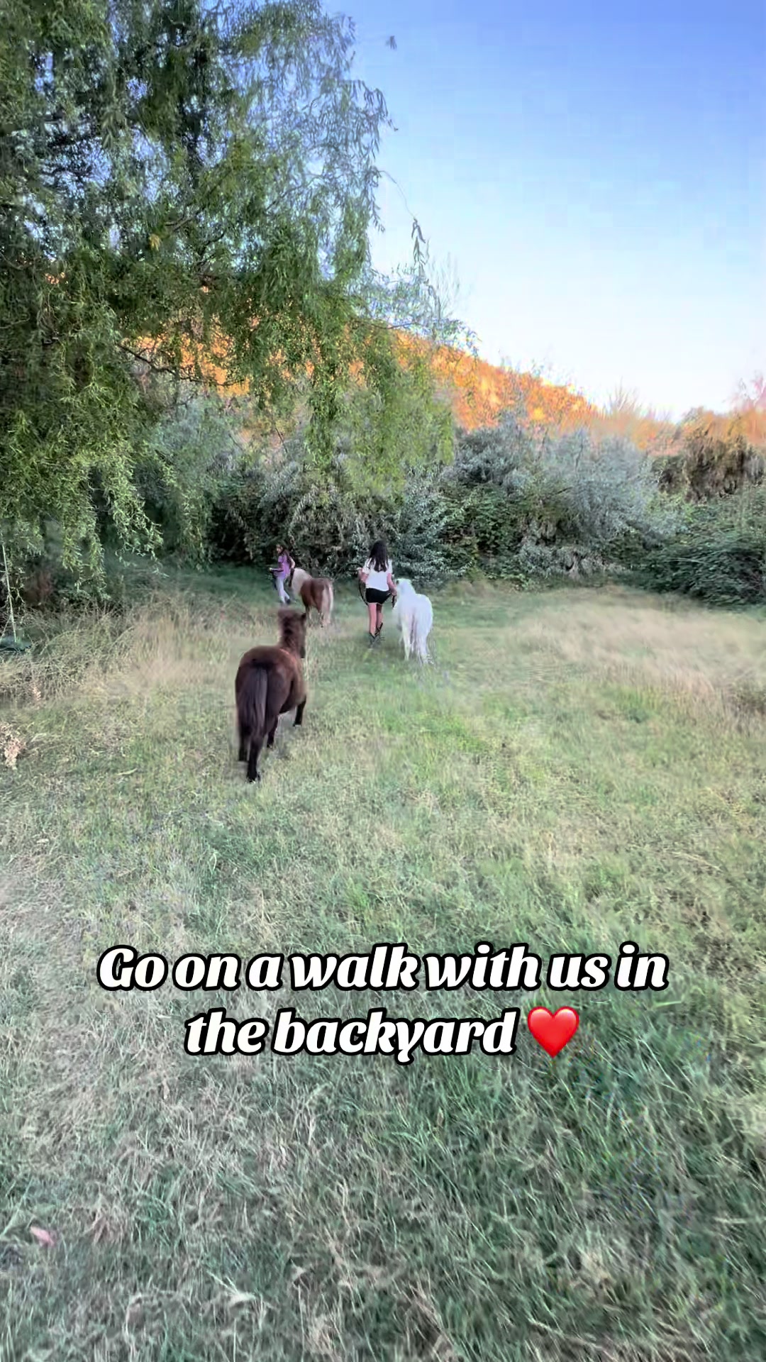 @Hot Sauce the Mini horse 🐎