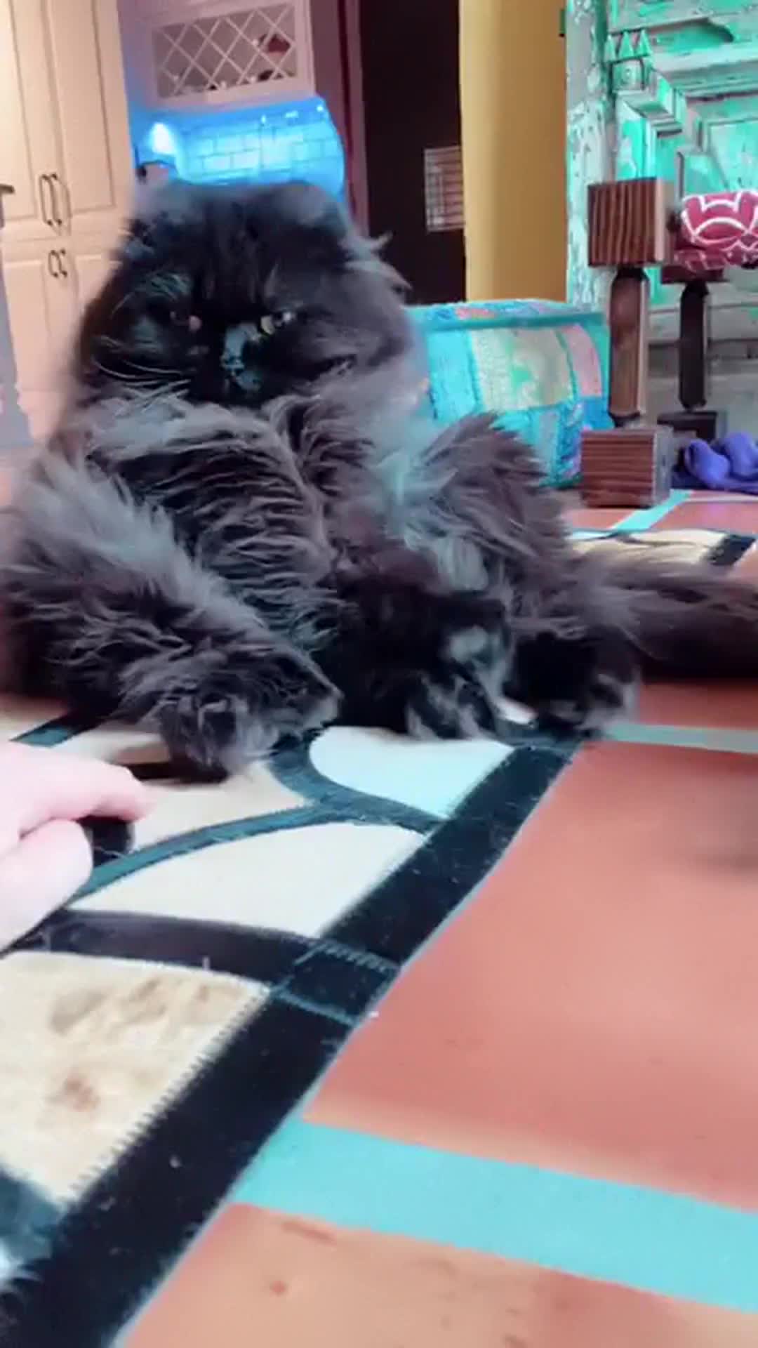 @Seamus the Scottish Fold