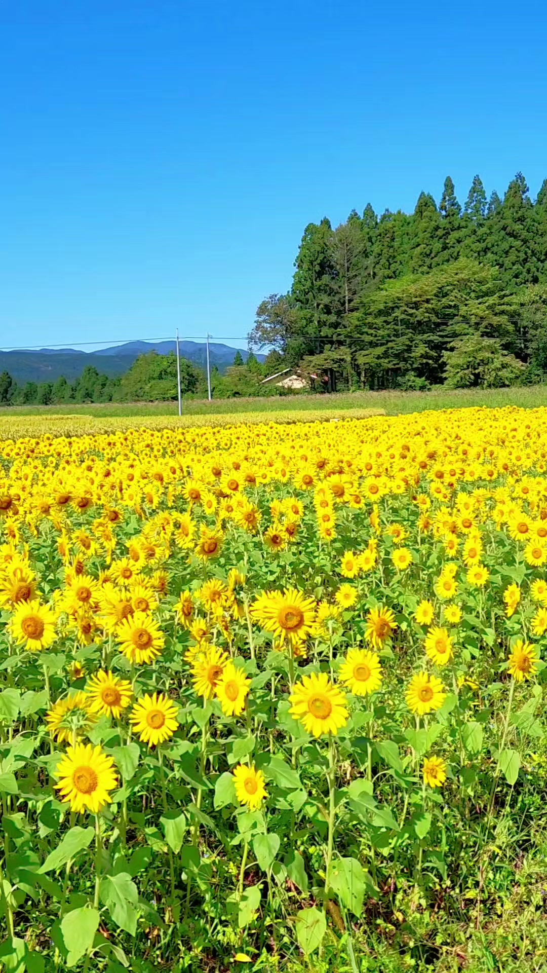 @ばっしー 東北を旅する人