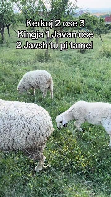 @PllumaTeBukurSkenderaj