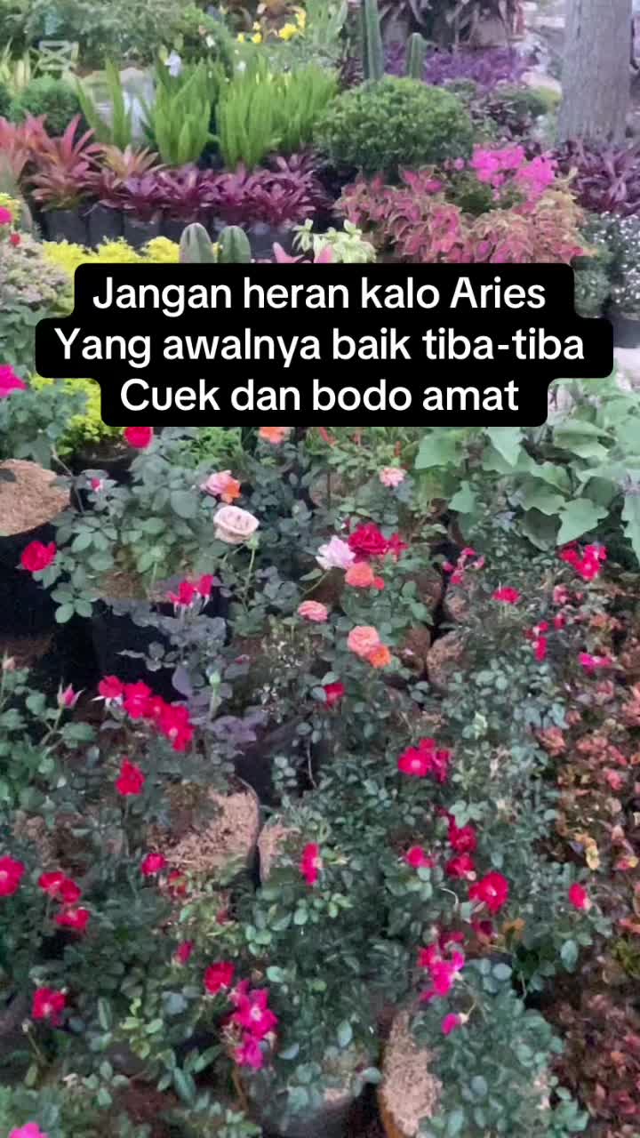 @Afdena ˚˖𓍢ִ໋🌷͙֒✧🩷˚.🎀༘