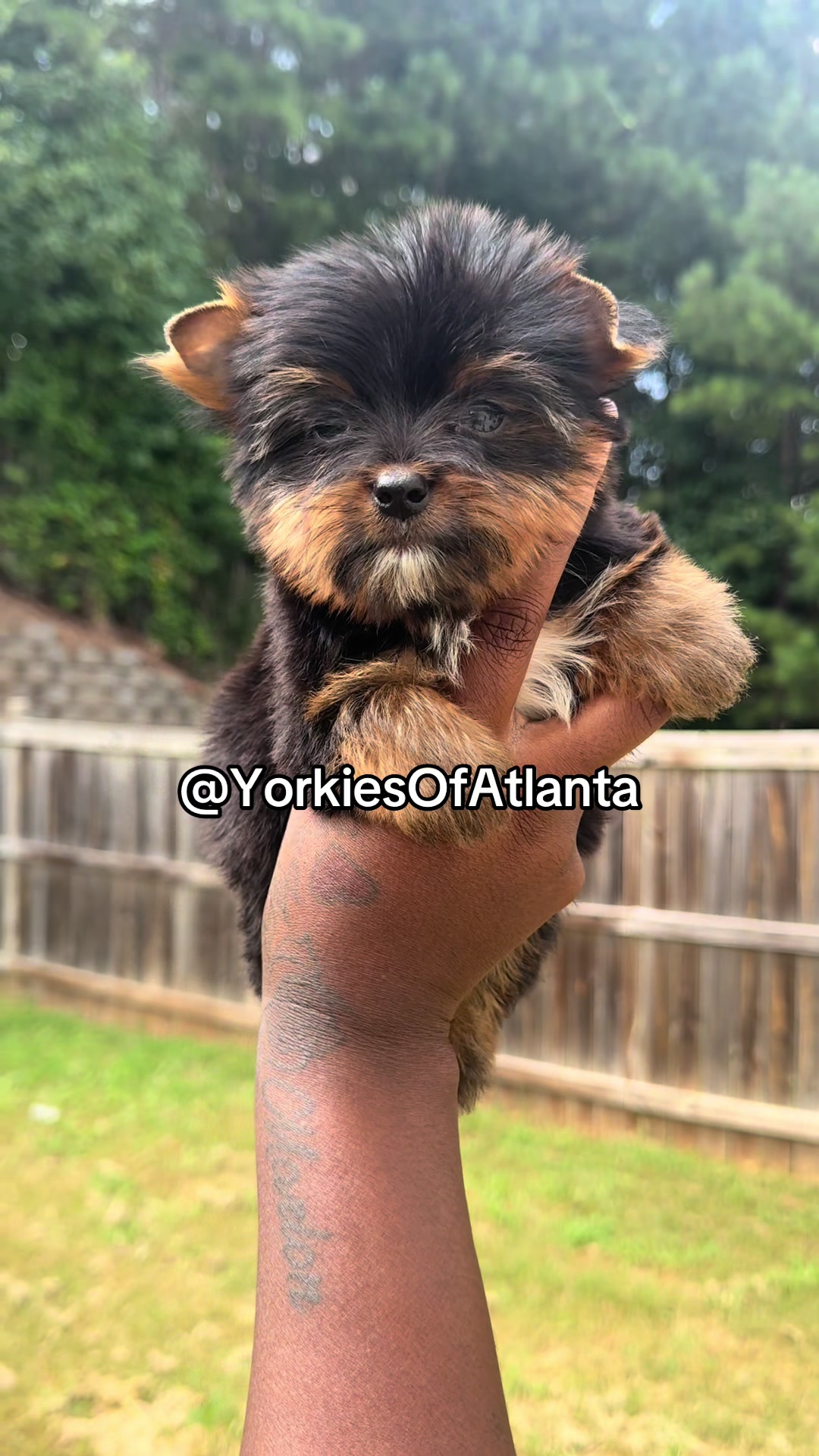 @Yorkies Of Atlanta