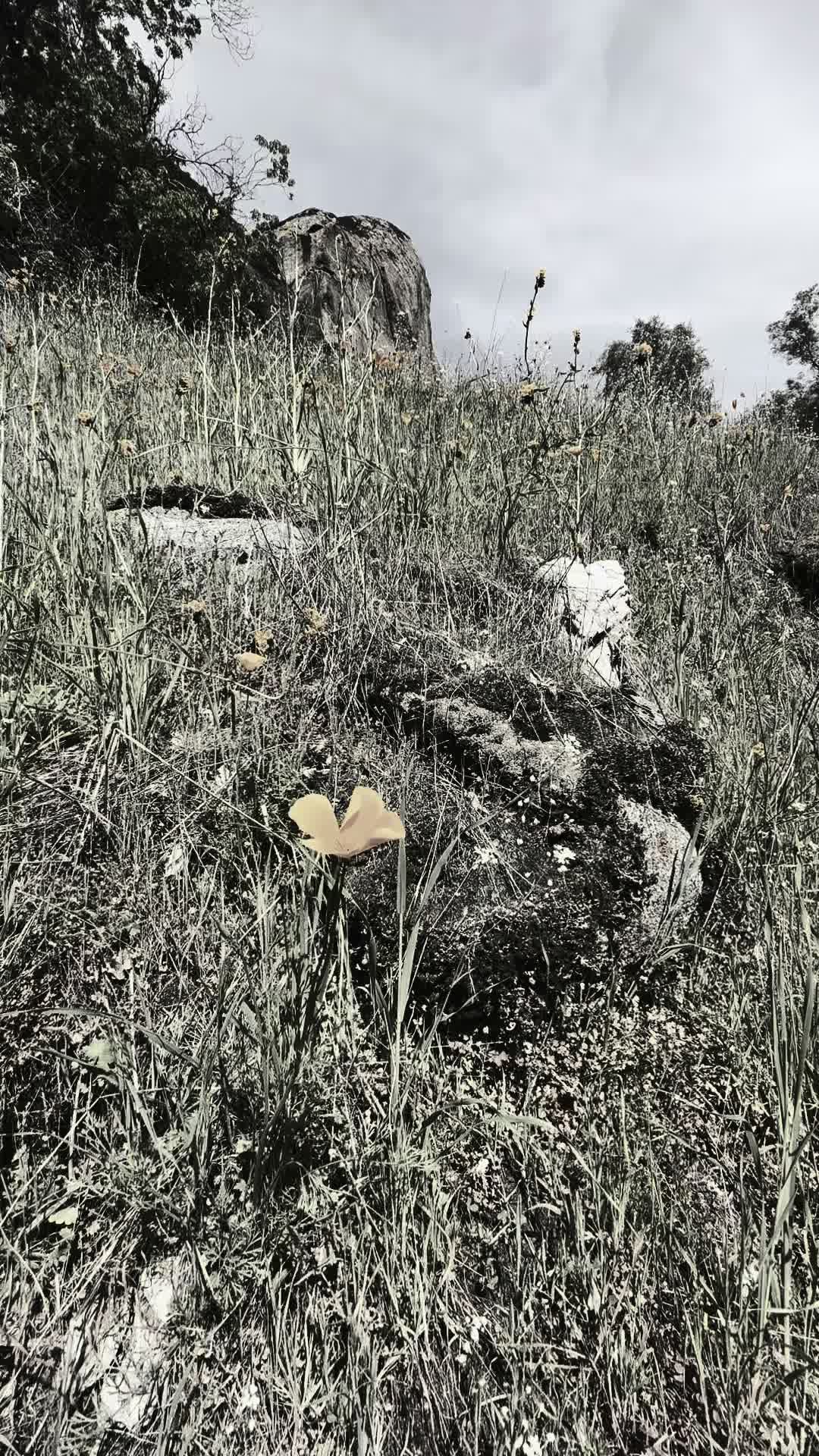 @A N D R E A