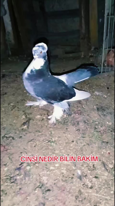 @Demreli Cane