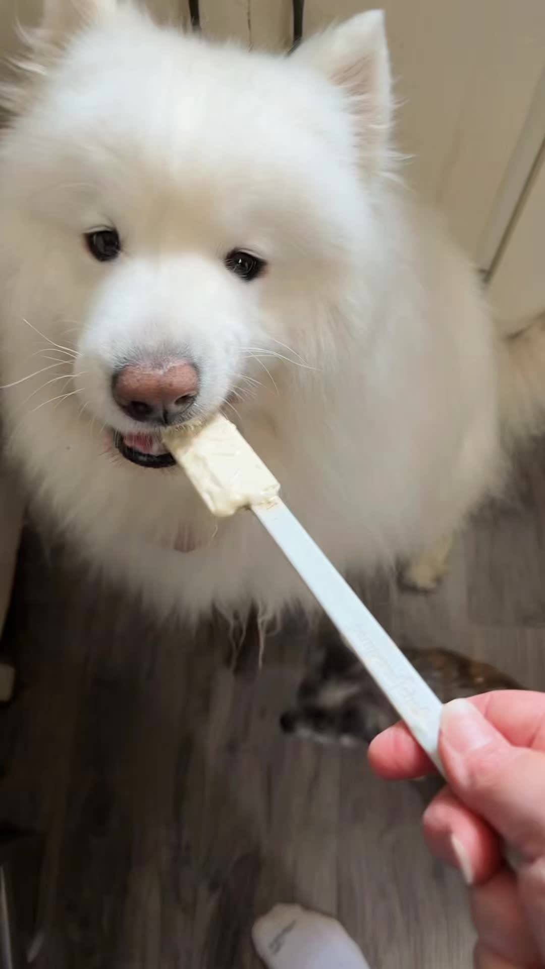 @TheStoner’s_Samoyedsfamily