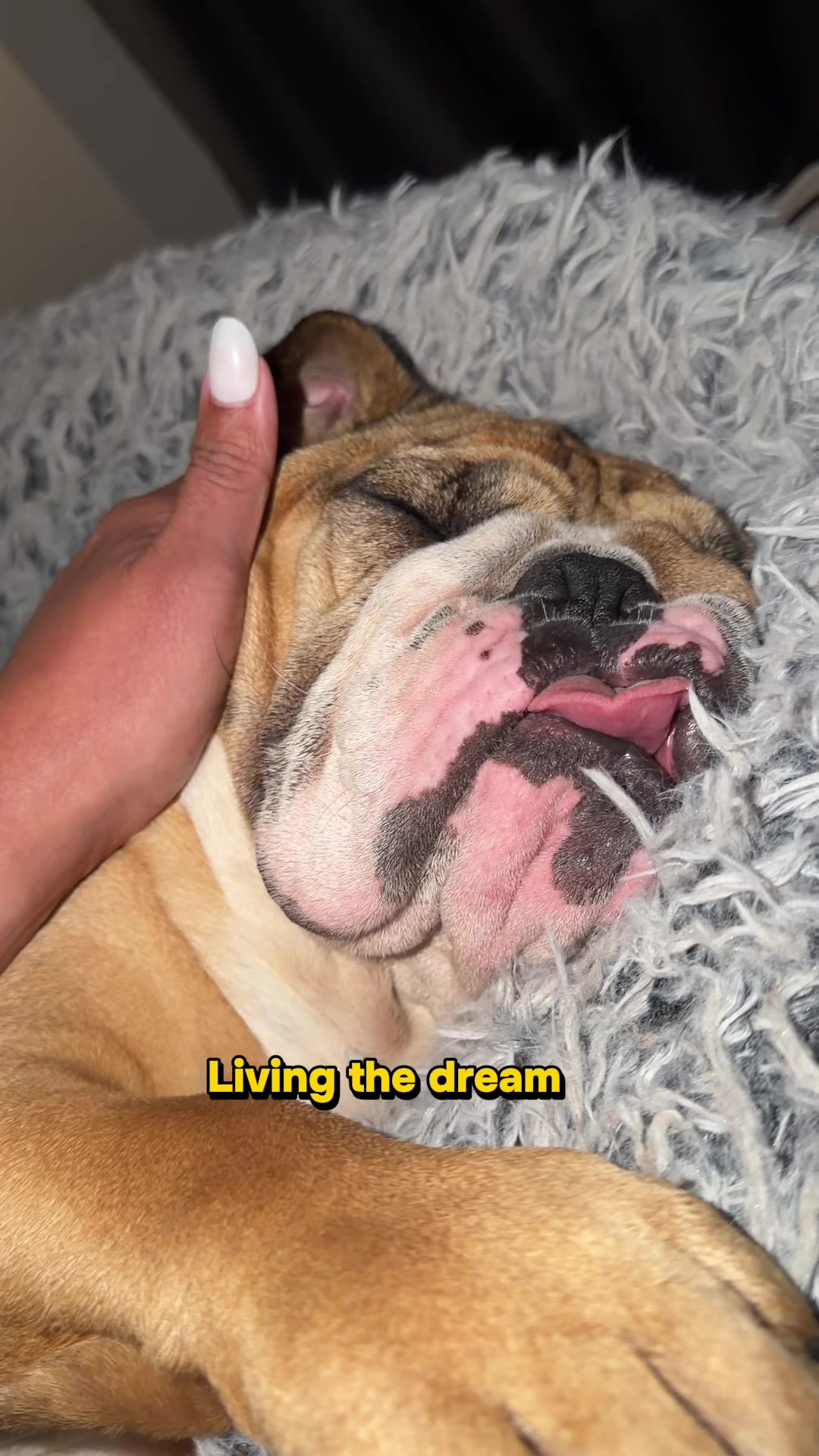 @Thurgood Marshall The Bulldog