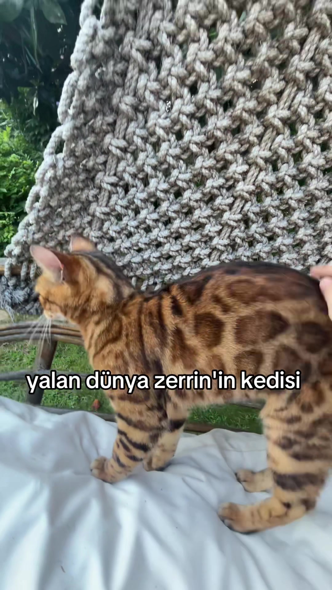 @eda ✩₊˚.⋆☾𓃠☽⋆⁺₊✧