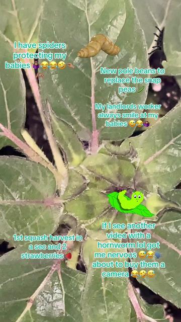 @Butterfly Gawdess Shop, LLC.