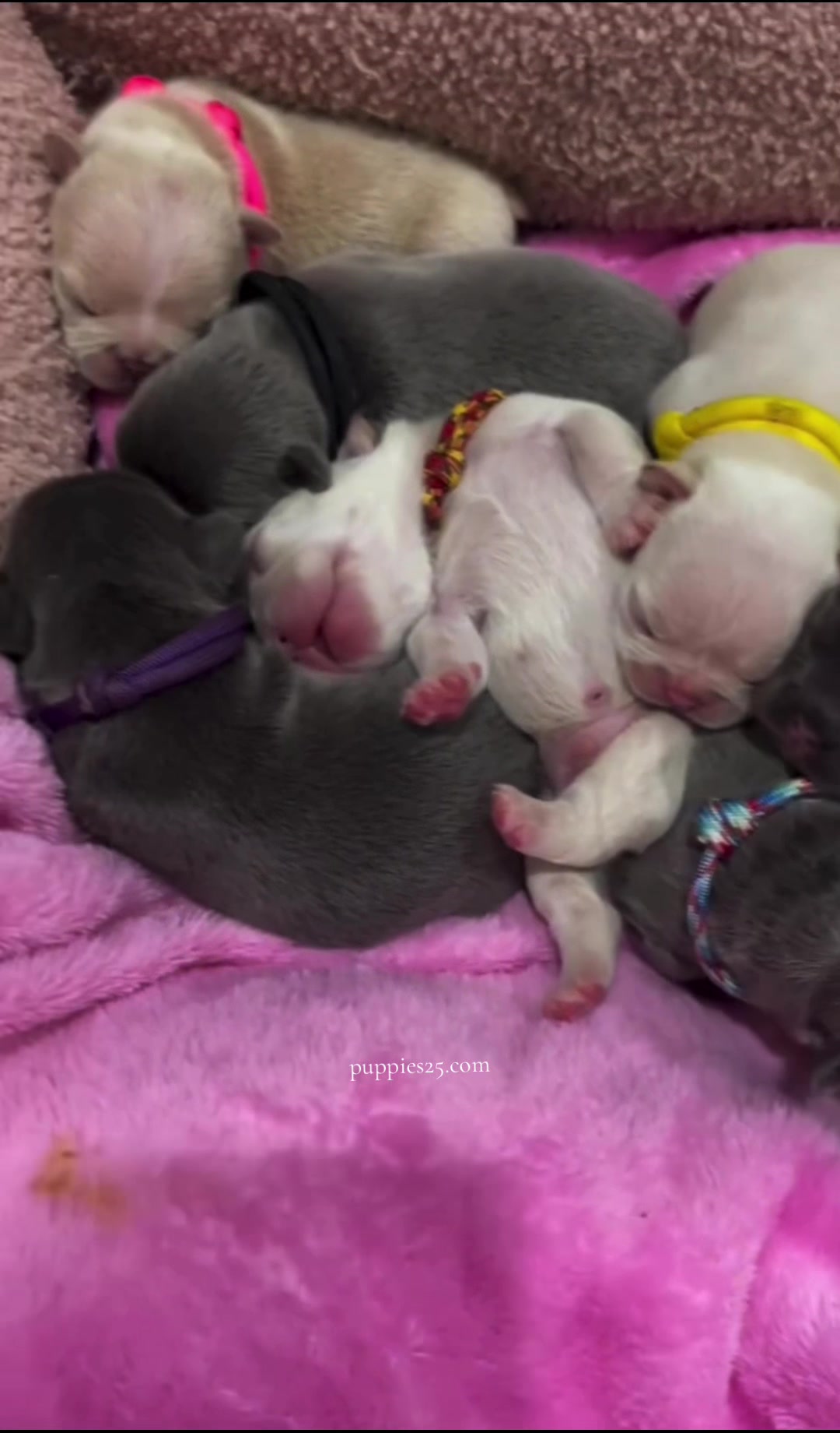 @PAWFECT
