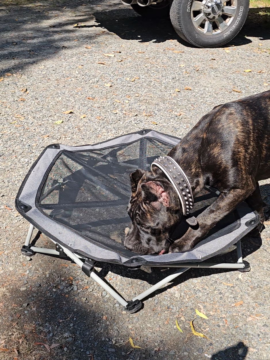@SalmonCreekCaneCorso