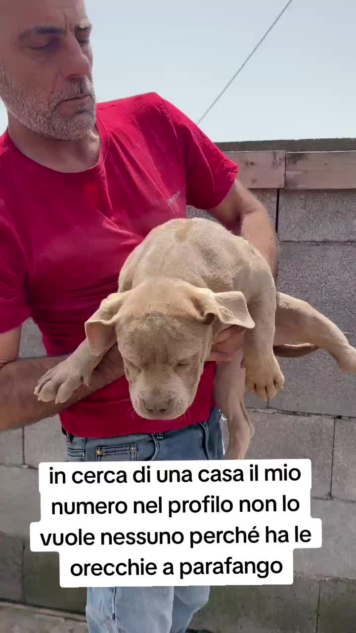 @⚠️ IL RE DEI BULLY ⚠️