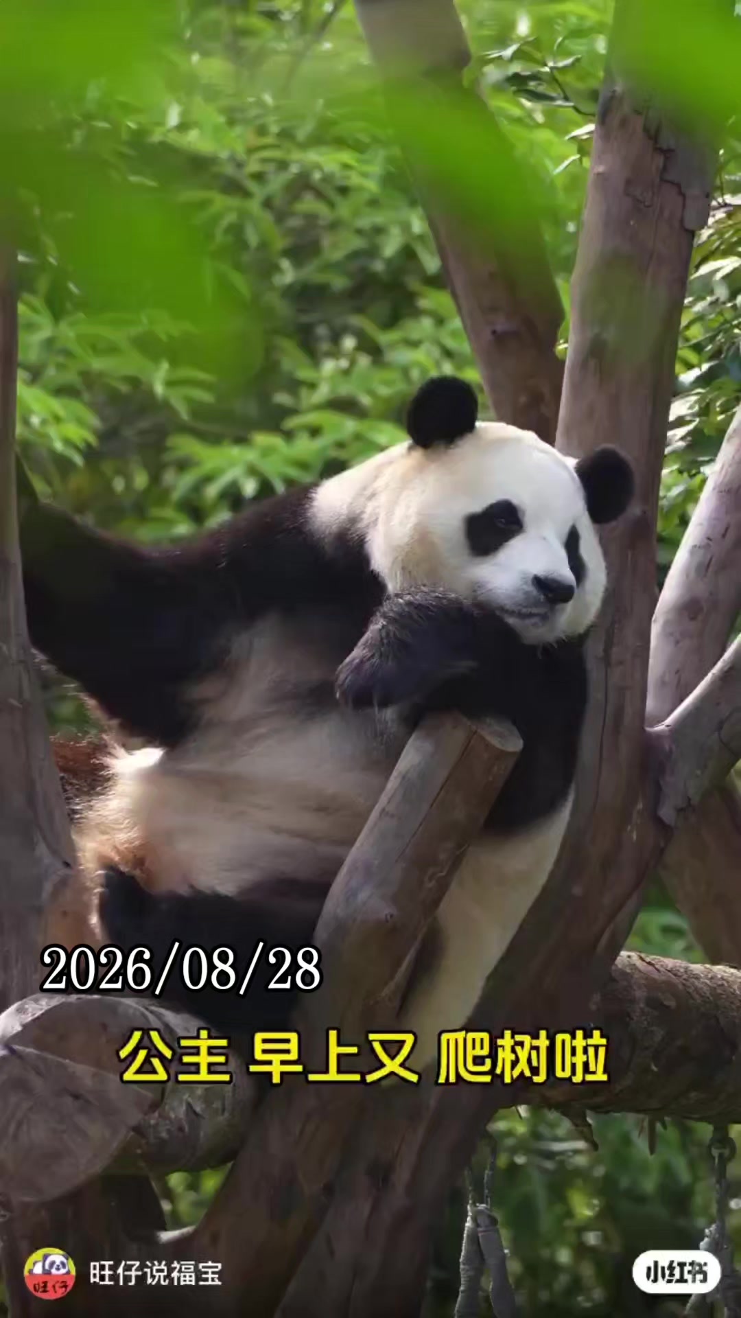 @福寶需要愛的抱抱