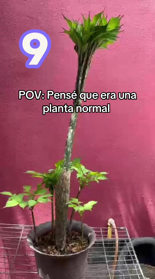 @Chely Glez
