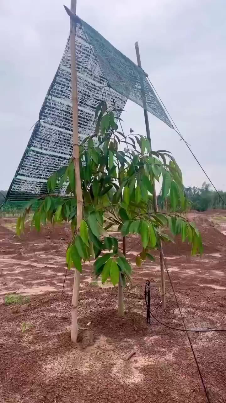 @D.kingfarm