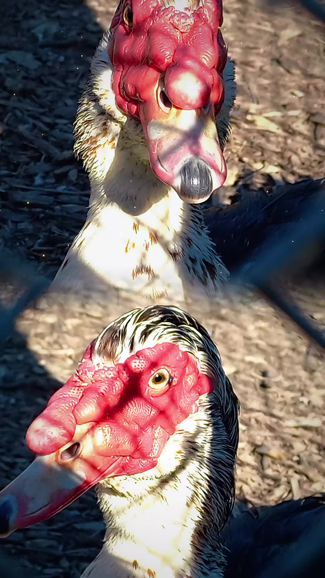 @🦚🆃𝓲𝓮𝓻🅿𝓪𝓻𝓴🆃𝓸𝓴🦚