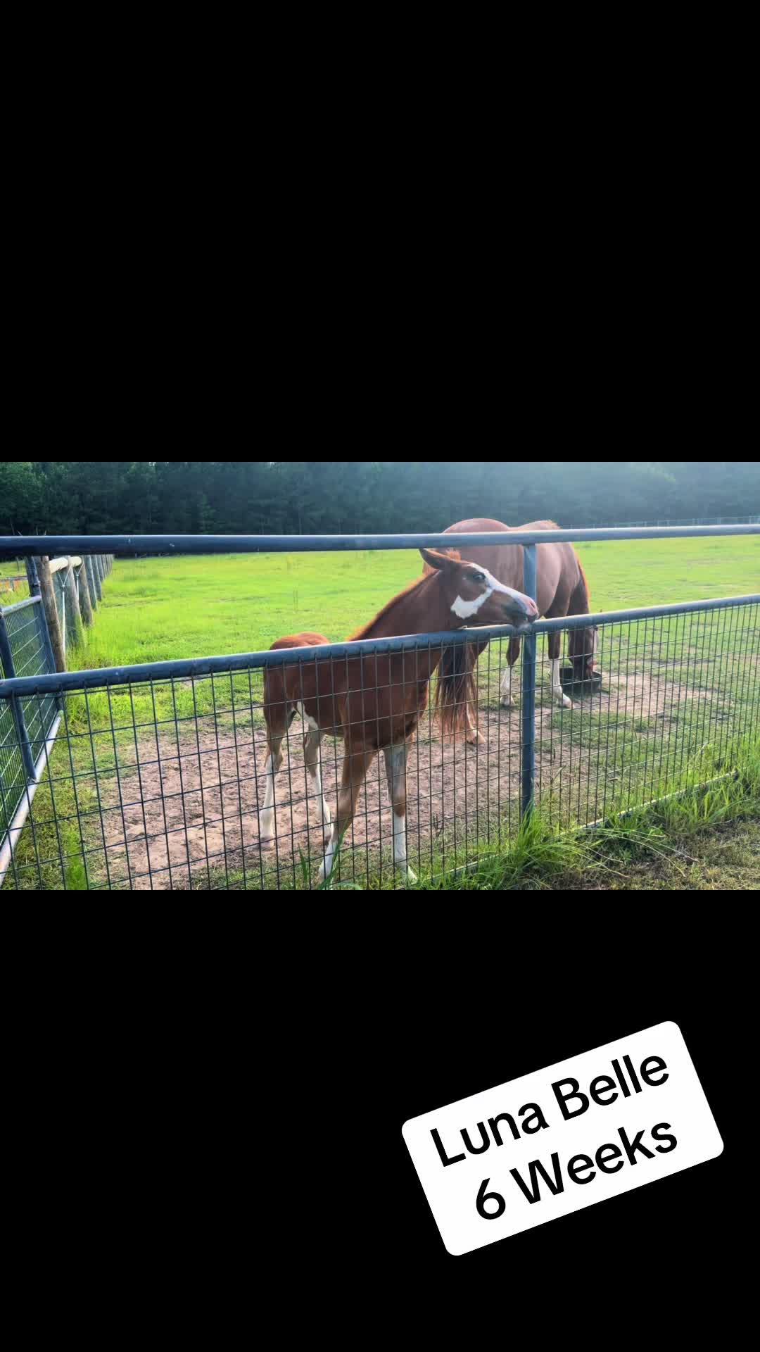 @NKEquestrian