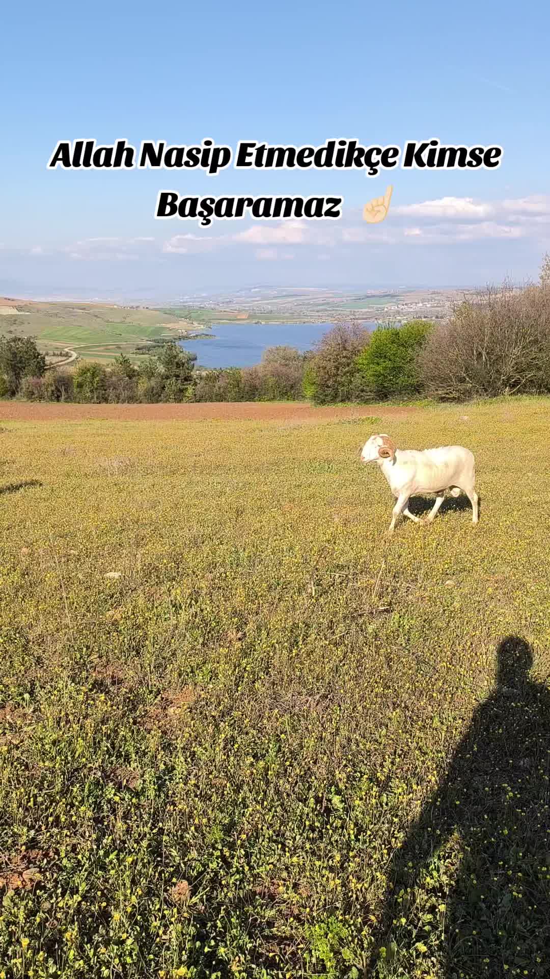 @Halil Çakmak