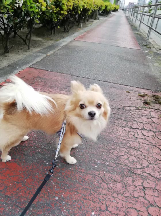@ふとし